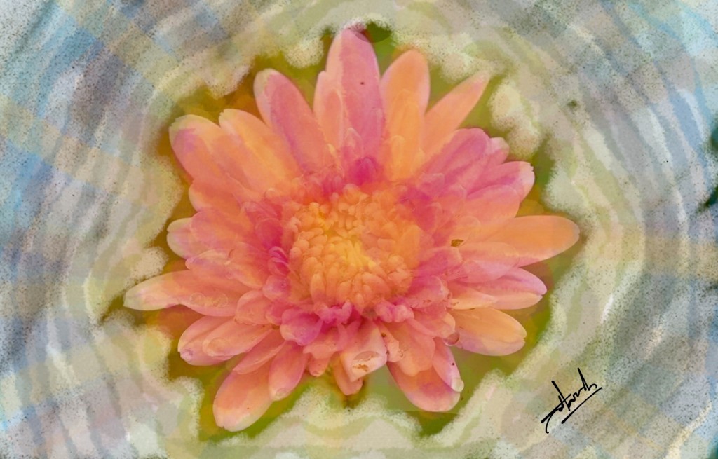 image for Chrysanthemum - II